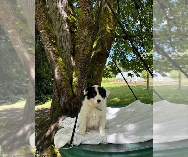 Medium Photo #1 Border-Aussie Puppy For Sale in ENUMCLAW, WA, USA