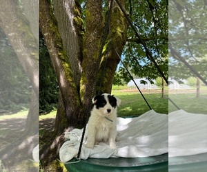 Medium Border-Aussie
