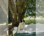 Puppy Puppy 3 Border-Aussie