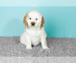 Medium Cocker Spaniel