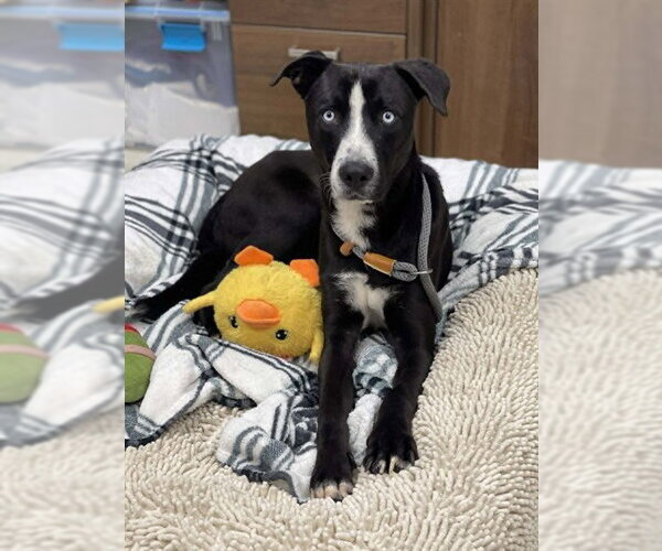 Medium Photo #2 Labsky Puppy For Sale in Conroe, TX, USA