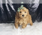 Small Photo #118 Maltipoo Puppy For Sale in WARSAW, IN, USA