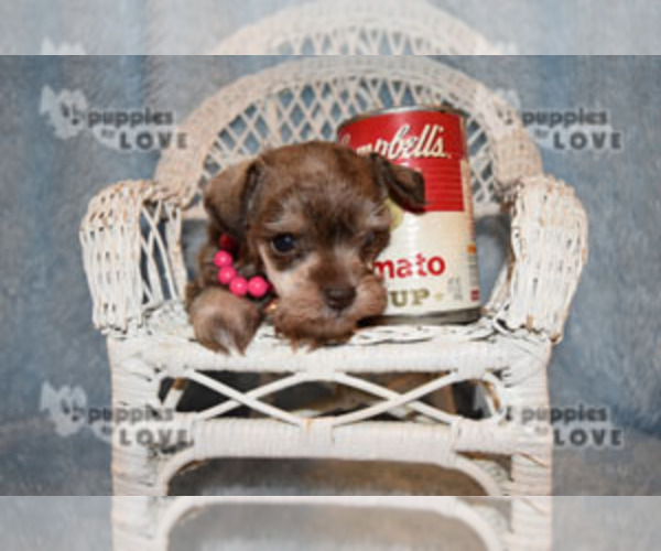 Medium Photo #5 Schnauzer (Miniature) Puppy For Sale in SANGER, TX, USA