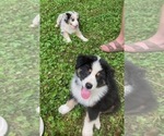 Small #13 Australian Shepherd