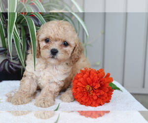 Cavapoo Puppy for sale in SHILOH, OH, USA