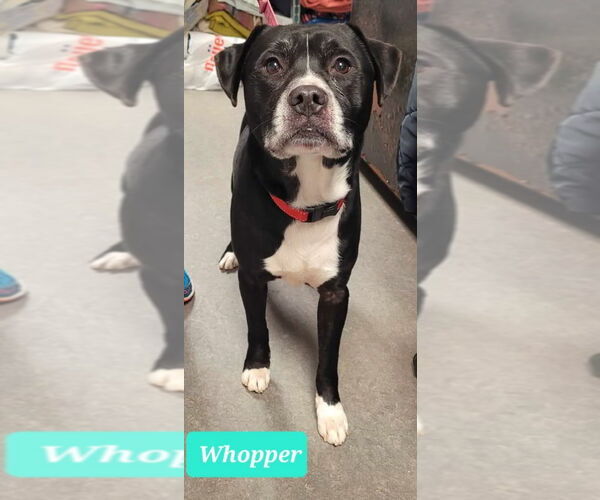 Medium Photo #2 American Pit Bull Terrier-American Staffordshire Terrier Mix Puppy For Sale in Richmond, IN, USA