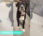 Small #1 American Pit Bull Terrier-American Staffordshire Terrier Mix