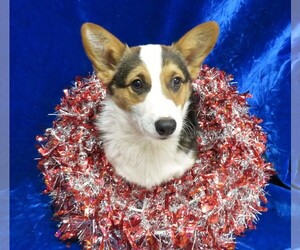 Pembroke Welsh Corgi Puppy for sale in NORWOOD, MO, USA