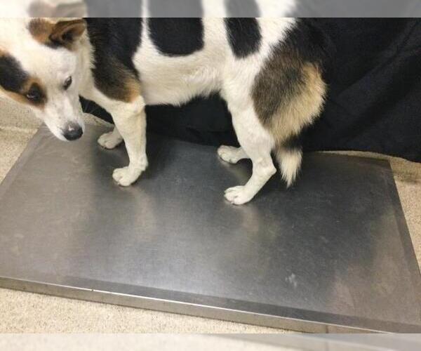 Medium Photo #1 Australian Shepherd-Unknown Mix Puppy For Sale in Riverside, CA, USA