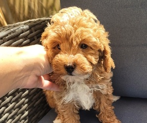Poodle (Toy) Puppy for sale in TAMPA, FL, USA