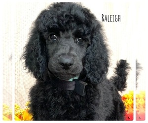 Poodle (Standard) Puppy for sale in LINTON, IN, USA
