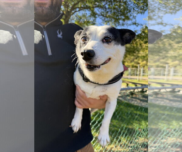 Medium Photo #2 Rat Terrier-Unknown Mix Puppy For Sale in Oakhurst, NJ, USA