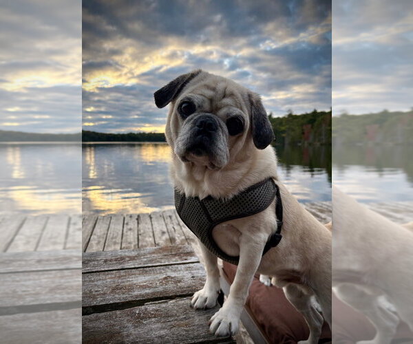 Medium Photo #4 Pug Puppy For Sale in Brights Grove, Ontario, Canada