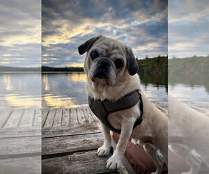 Rocky - Male Pug Dog for Adoption - Photo #4
