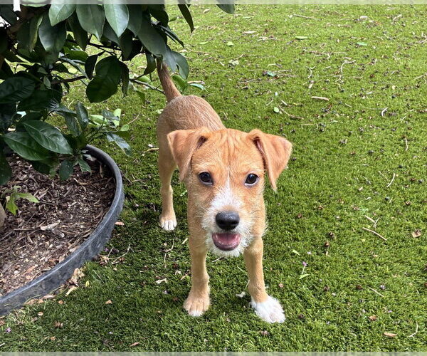 Medium Photo #1 German Shepherd Dog-Unknown Mix Puppy For Sale in Lakewood, CO, USA