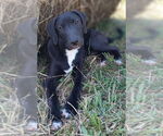 Small Mutt