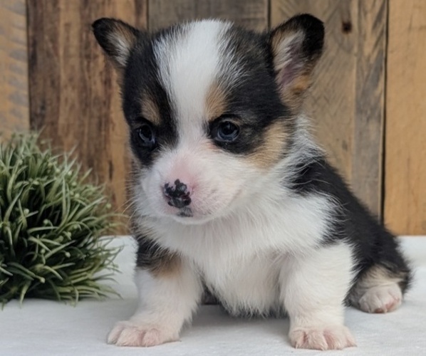 Medium Photo #4 Pembroke Welsh Corgi Puppy For Sale in GOSHEN, IN, USA
