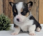 Small Photo #37 Pembroke Welsh Corgi Puppy For Sale in GOSHEN, IN, USA