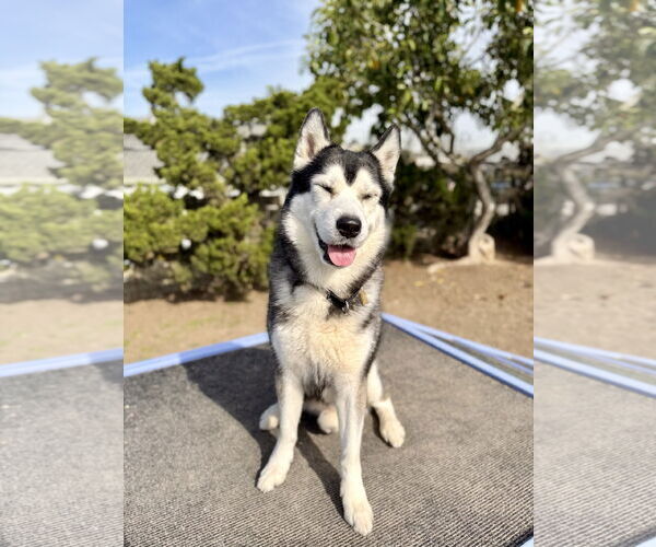 Medium Photo #2 Siberian Husky Puppy For Sale in Seal Beach, CA, USA