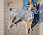 Small #1 Mutt