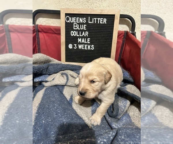 Medium Photo #2 Golden Retriever Puppy For Sale in ONTARIO, CA, USA