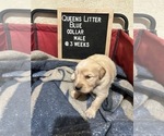 Small Photo #2 Golden Retriever Puppy For Sale in ONTARIO, CA, USA