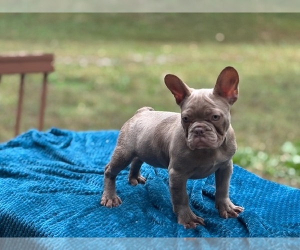 Medium Photo #1 French Bulldog Puppy For Sale in POWHATAN, VA, USA