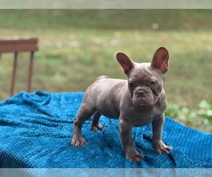 French Bulldog Puppy for sale in POWHATAN, VA, USA
