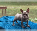 Small French Bulldog