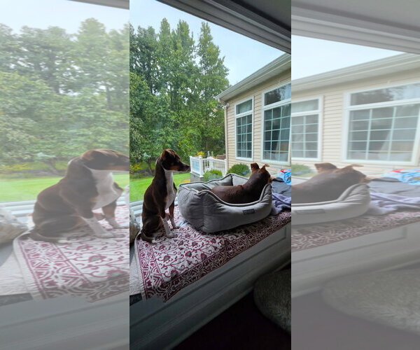 Medium Photo #2 Mutt Puppy For Sale in Morganville, NJ, USA