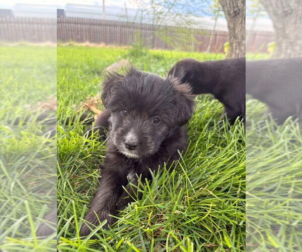Medium Photo #2 Chihuahua-Unknown Mix Puppy For Sale in Salt Lake City, UT, USA