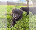 Small #1 Chihuahua Mix