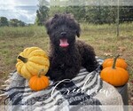 Small #1 Schnoodle (Miniature)