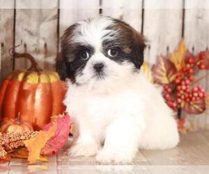 Shih Tzu Puppy for sale in MOUNT VERNON, OH, USA