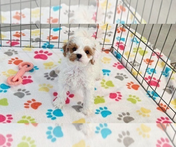 Medium Photo #9 Cavapoo (Miniature)-Poodle (Toy) Mix Puppy For Sale in ORO VALLEY, AZ, USA