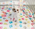 Small #8 Cavapoo (Miniature)-Poodle (Toy) Mix