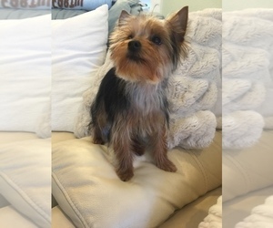 Yorkshire Terrier Puppy for sale in SAN CLEMENTE, CA, USA