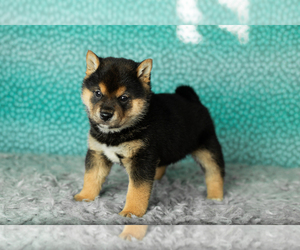Shiba Inu Litter for sale in MILLERSBURG, IN, USA