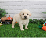 Small Photo #12 Labrador Retriever Puppy For Sale in SYRACUSE, IN, USA