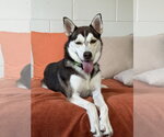 Small Photo #8 Siberian Husky-Unknown Mix Puppy For Sale in San Leon, TX, USA