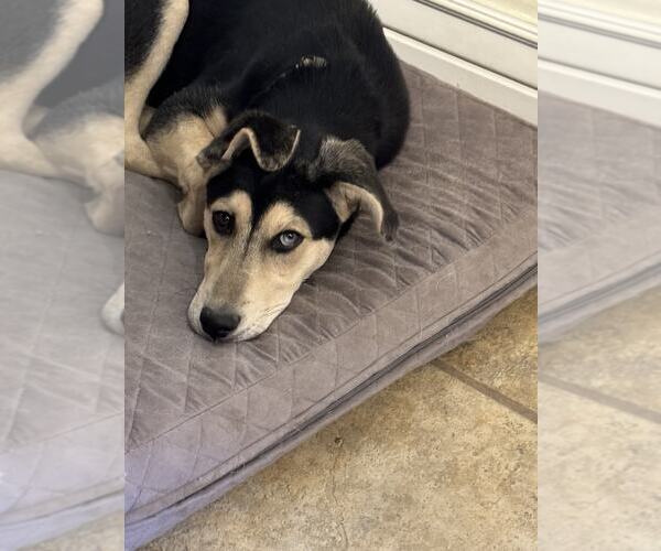 Medium Photo #7 Labsky Puppy For Sale in MIDWAY, UT, USA