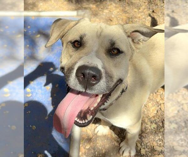 Medium Photo #2 Anatolian Shepherd Puppy For Sale in Santa Barbara, CA, USA