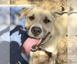 Small #1 Anatolian Shepherd