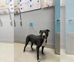 Small American Pit Bull Terrier Mix