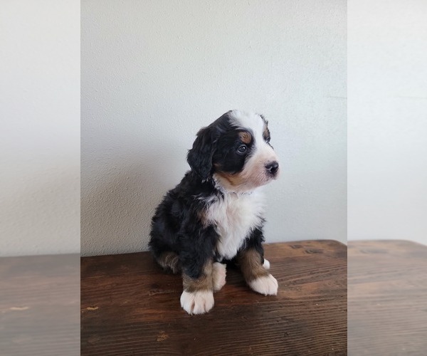 Medium Photo #8 Bernese Mountain Dog Puppy For Sale in CUBA CITY, WI, USA