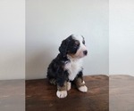 Small Photo #8 Bernese Mountain Dog Puppy For Sale in CUBA CITY, WI, USA