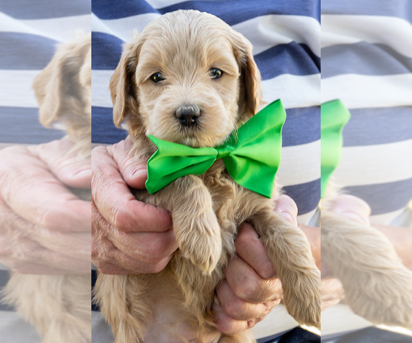 Medium Photo #2 Goldendoodle (Miniature) Puppy For Sale in ROY, UT, USA