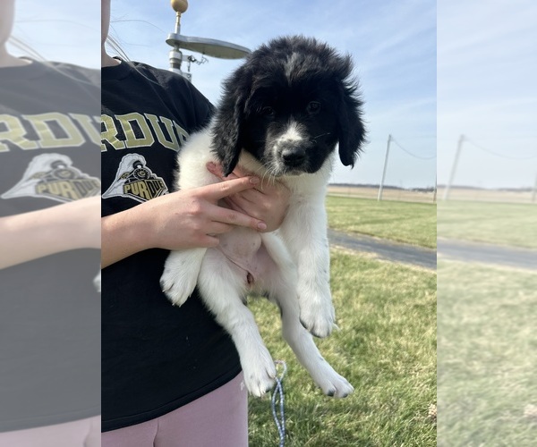 Medium Photo #1 Saint Bernewfie Puppy For Sale in HARTFORD CITY, IN, USA