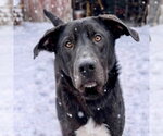 Small #3 Labrador Retriever Mix