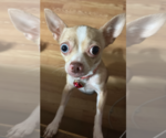 Small #2 Chihuahua